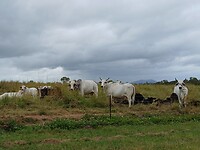 Brahman koeien