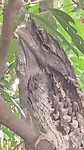 Goed gecamoufleerde Australische uilnachtzwaluwen