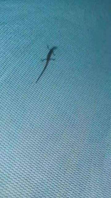 Mini gecko op de binnentent