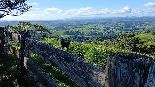 Megpie op de Millaa Millaa Lookout