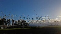 Honderden witte kaketoes vliegen op