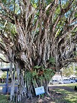 Banyanboom of een soortgelijke vijgensoort (Ficus)