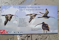 Curlews