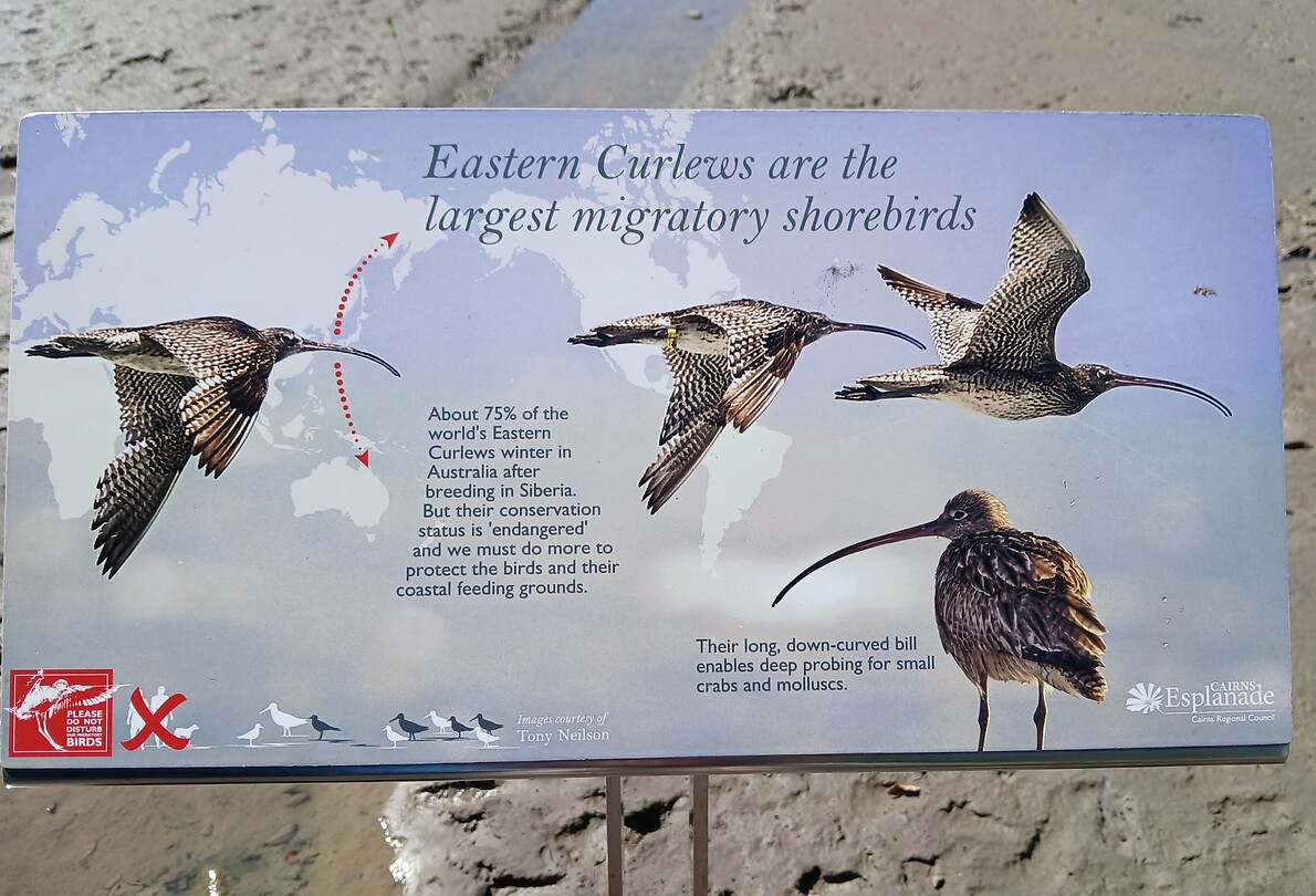 Curlews