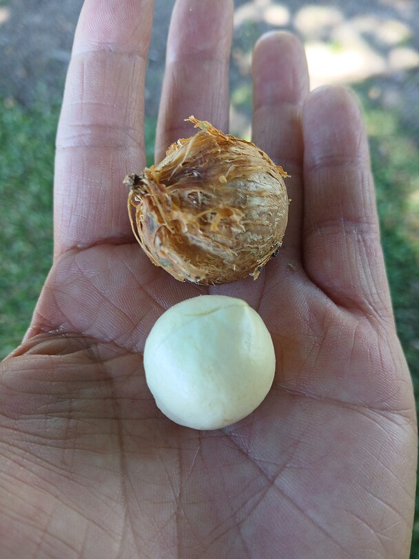 Tamanu-noot