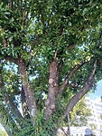 Beach Calophyllum of Alexandrian Laurel