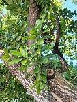 Beach Calophyllum of Alexandrian Laurel