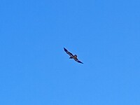 Een roofvogel boven ons hoofd