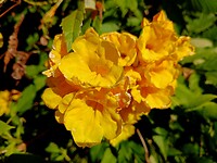 The Yellow Trumpet Bush of Tecoma