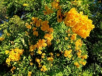 The Yellow Trumpet Bush of Tecoma