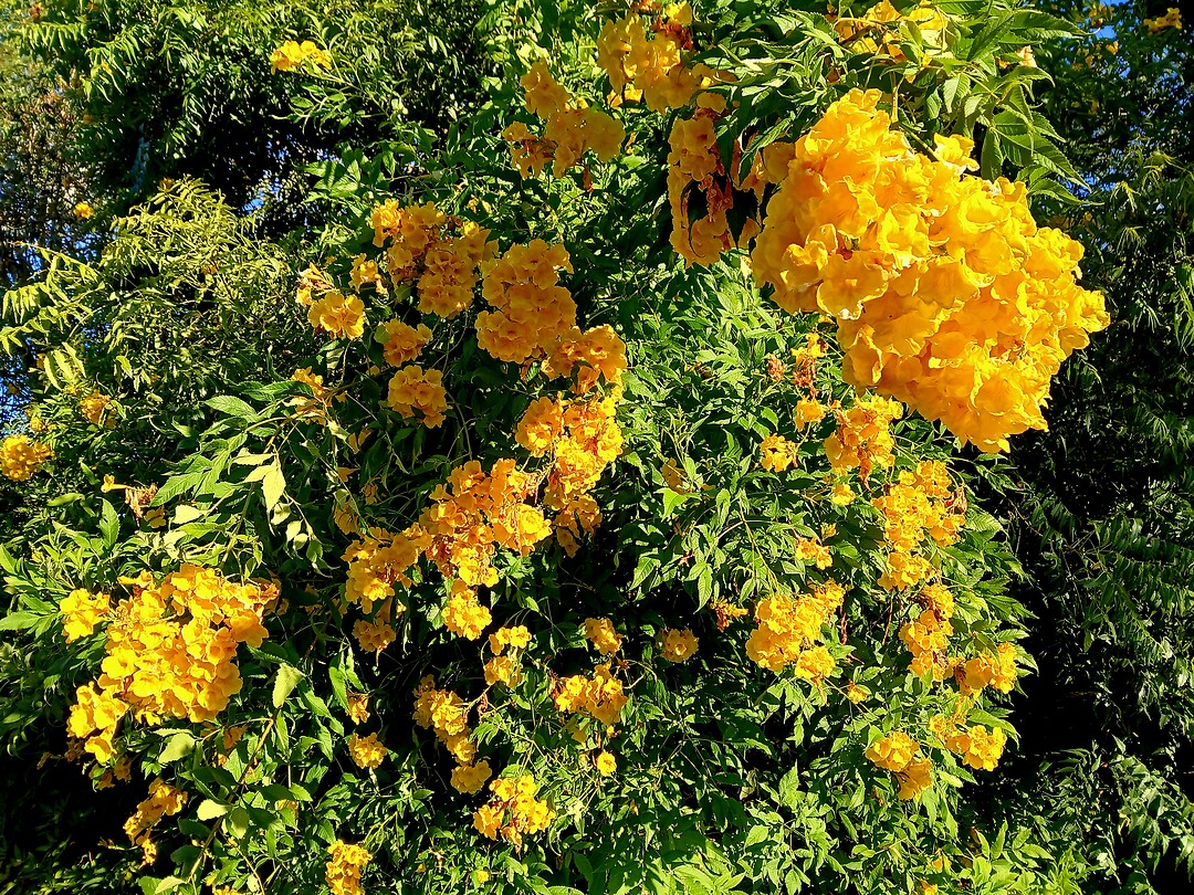 The Yellow Trumpet Bush of Tecoma