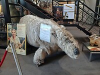Diprotodon, de grootste marsupial ooit geleefd
