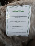 Diprotodon info
