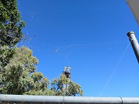 Groot web met grote wespspin van zeker 10cm