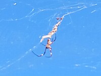 Grote wiebelwebspin (alias wespspin) van zeker 10cm