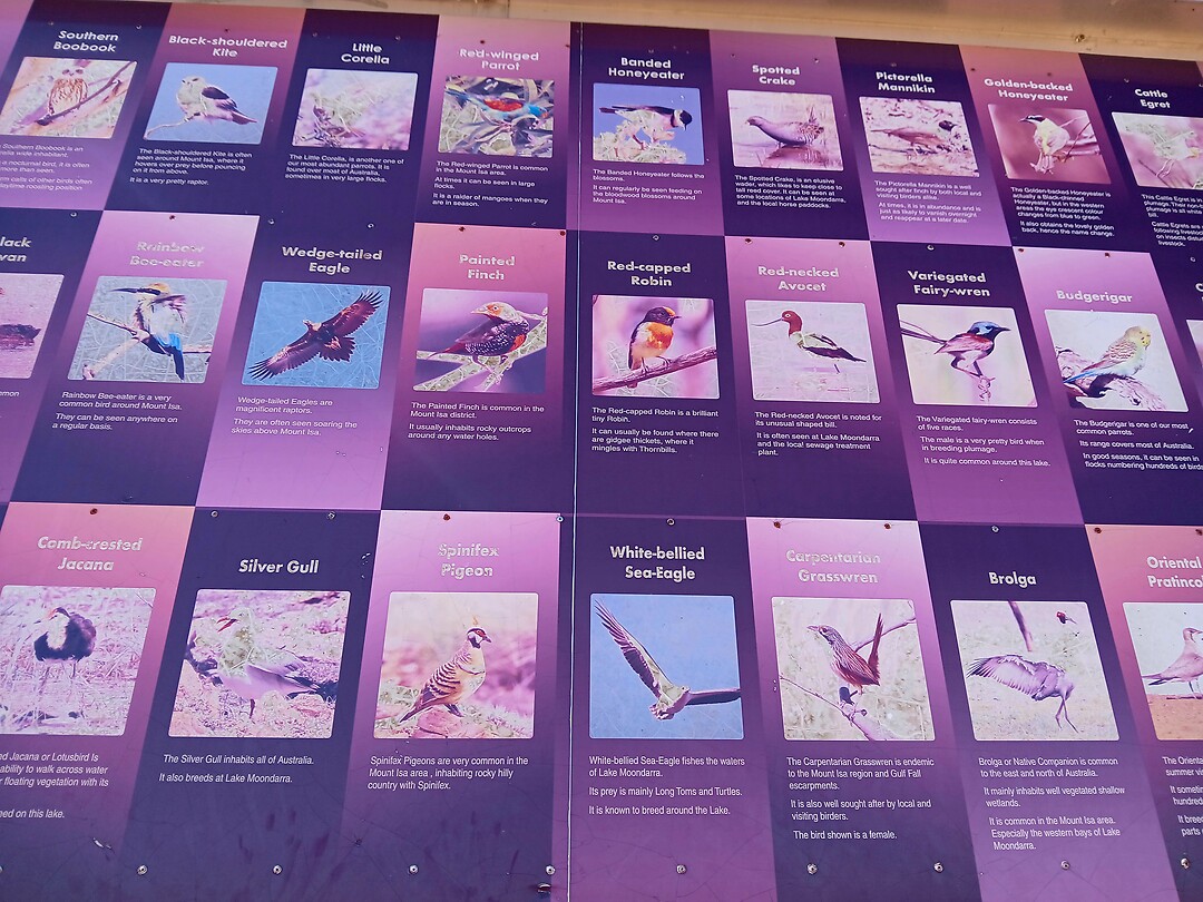 Vogels hier te spotten