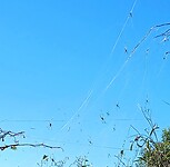 Grote webben van Wielwebspinnen