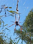 Wielwebspin van meer dan 10 cm