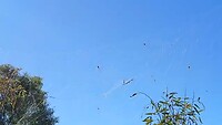 Reuzewebben en spinnen
