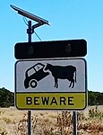 Beware! Agressieve koeien