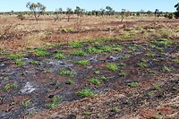 Frisgroene grasje tussen zwartgeblakerde grond