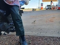 Witstaarthoningeter van achter de moto
