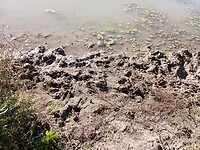 Sporen van krokodillen?