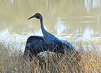 Brolgakraanvogel