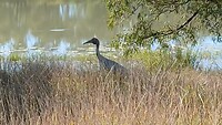 Brolgakraanvogel ziet ons als bedreiging