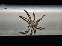 Een huntsman!