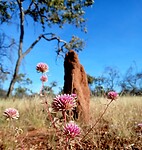 Pink Billy Buttons voor termietenheuvel
