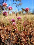 Pink Billy Buttons of Batchelor's Buttons