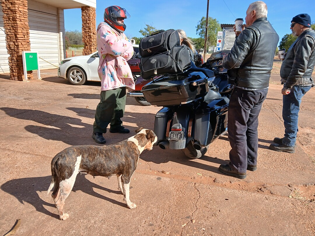 Bedelende hond krijgt lekkers van motards