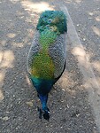 Wat een prachtige vogel!