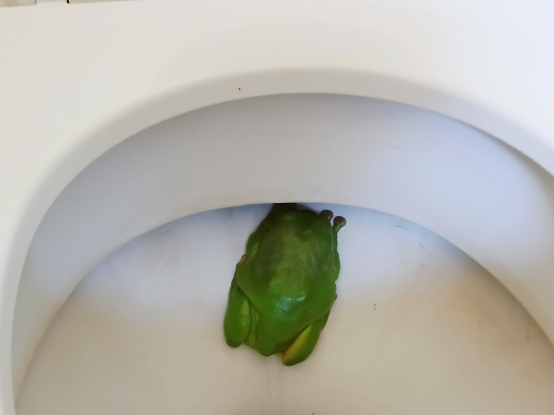 Groene kikker in toilet
