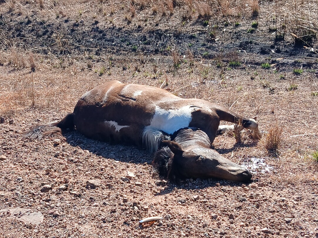 Dood paard in de kant