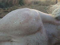 Alweer schijt een vogel op Laurens