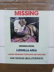 Bullterrier missing