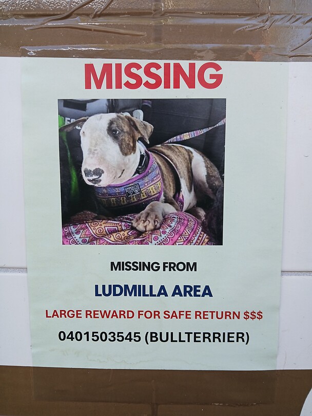 Bullterrier missing