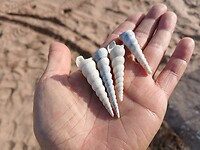 Strand bezaaid met lange schelpjes