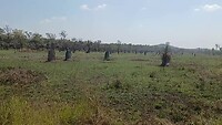 Magnet Termites