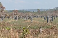 Field full of Magnet Termites
