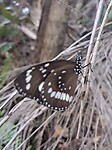 Common Crow butterfly