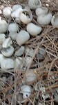 How a Bowerbird impress and seduice a femal bird