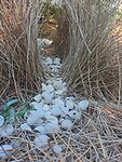 Prieel van Prieelvogel (Bowerbird)