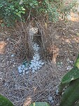 Prieel van Prieelvogel (Bowerbird)