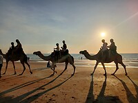 Camelenrit in de avondgloed