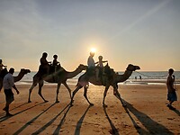 Camelenrit in de avondsetting