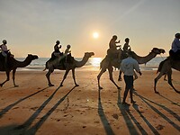 Camelenrit op strand