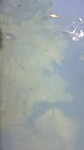 Big Barramundi's and cute Turtles get feeded